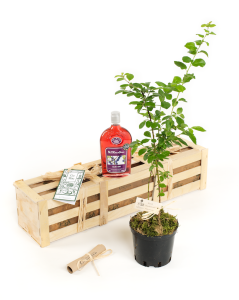 shot for The Gluttonous Gardener